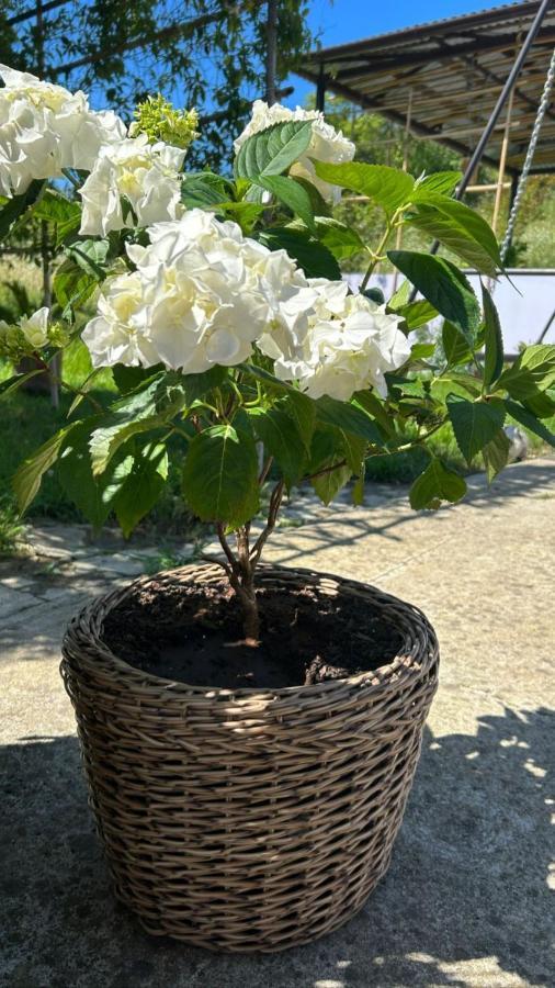 New Athos Guesthouse On Topchan 17 المظهر الخارجي الصورة